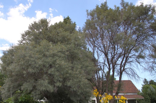 tree form of Hippophae rhamnoides