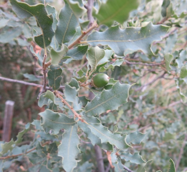 Quercus undulata