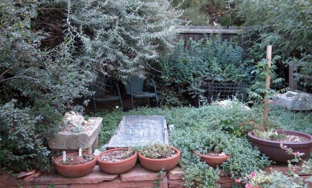 the trough patio, kind of overgrown with catmint. seed frame in the middle.