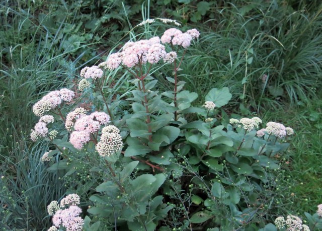 sedum 'Matrona'