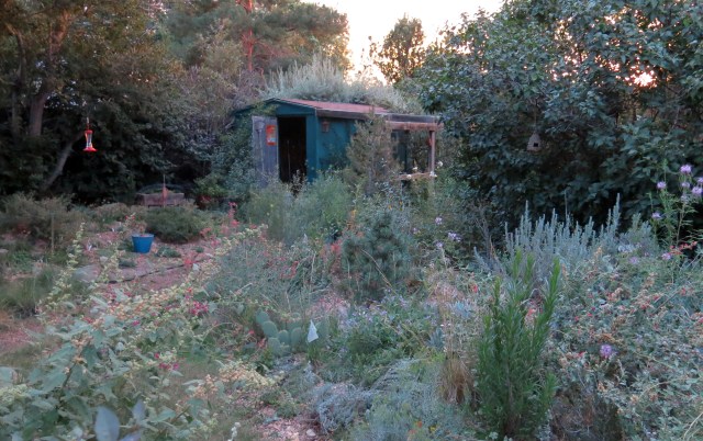 looking toward the shed; the garden isn't as messy as it looks