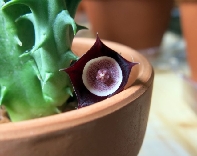 Huernia oculata