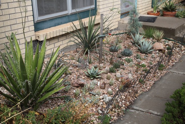 the front cactus garden