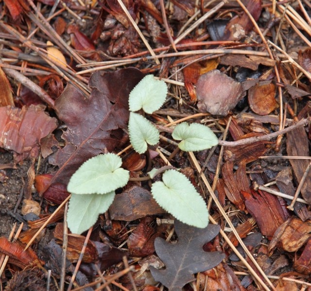 Cyclamen hederifolium 'Fairy Wings'