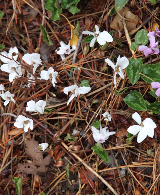 Cyclamen hederifolium in the other side yard (north side)