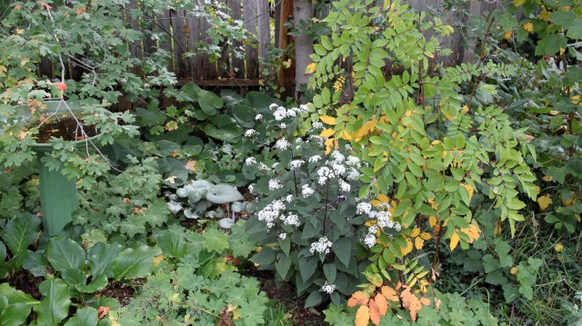 Eupatorium rugosum 'Chocolate' and Sorbus scopulina