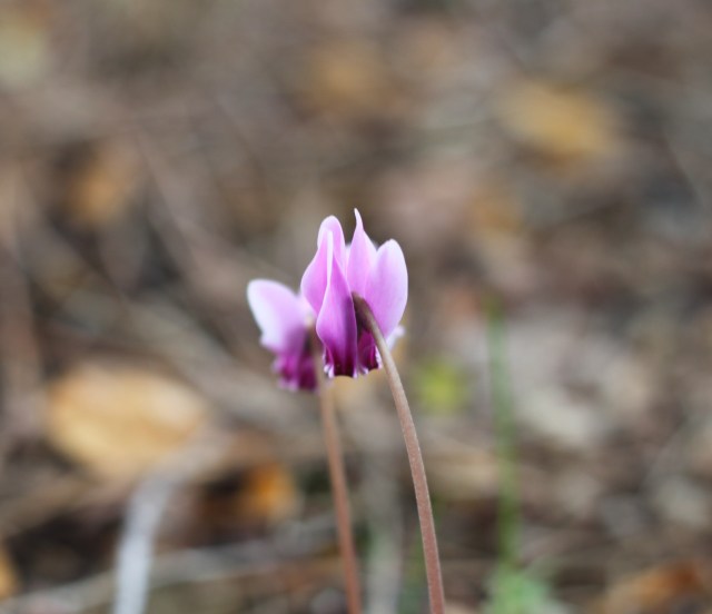 Cyclamen confusum