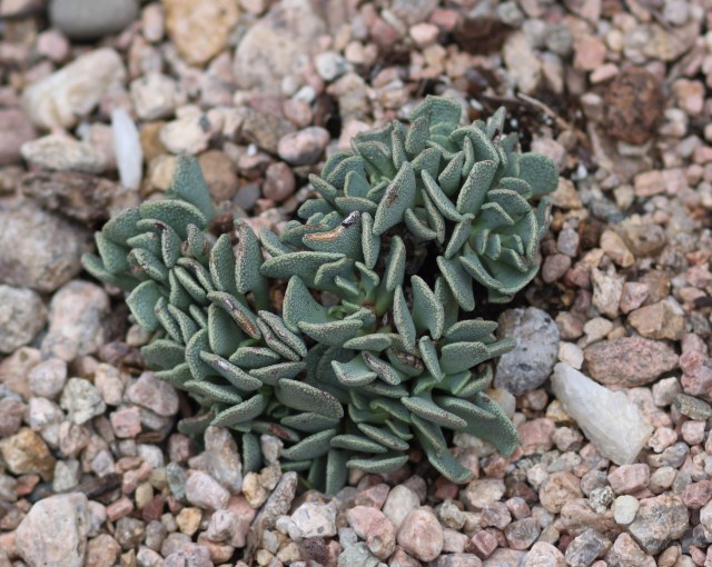 Aloinopsis spathulata