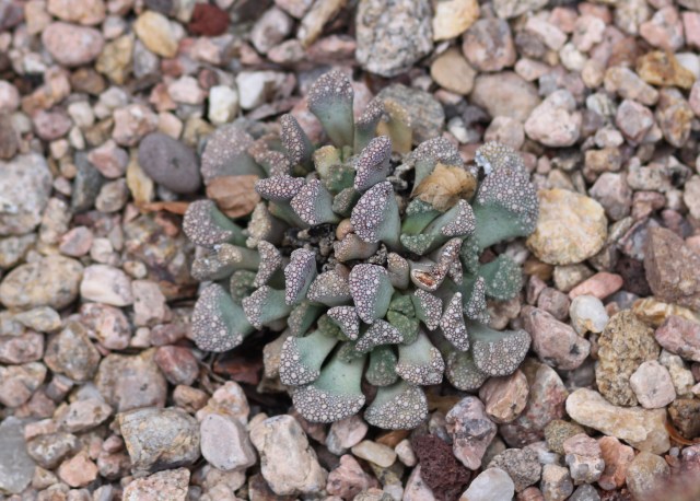Titanopsis calcarea