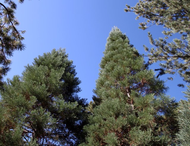 looking up at the sequoias