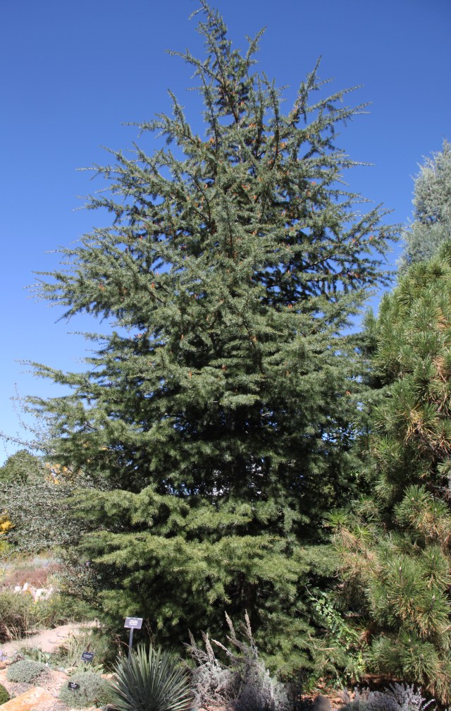 Turkish form of cedar of Lebanon; Cedrus libani var. stenocoma