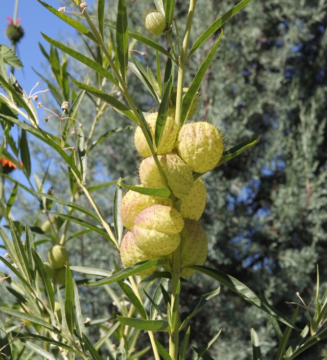 Gomphocarpus physocarpa