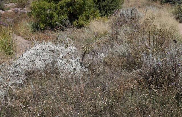 the white is winterfat, Krascheninnikovia lanata