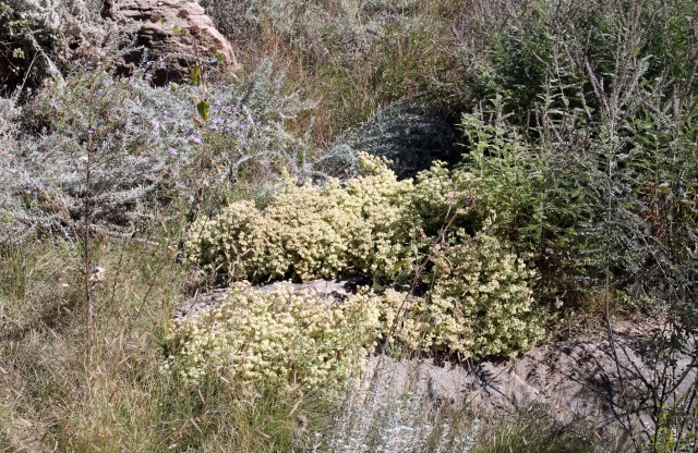 Eriogonum jamesii