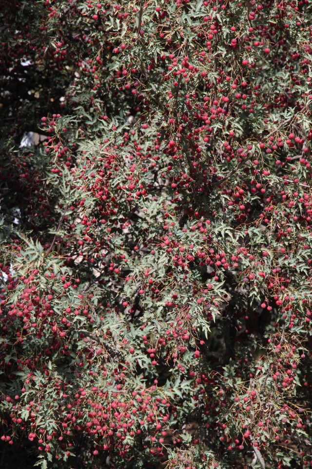 Mahonia haematocarpa in fruit