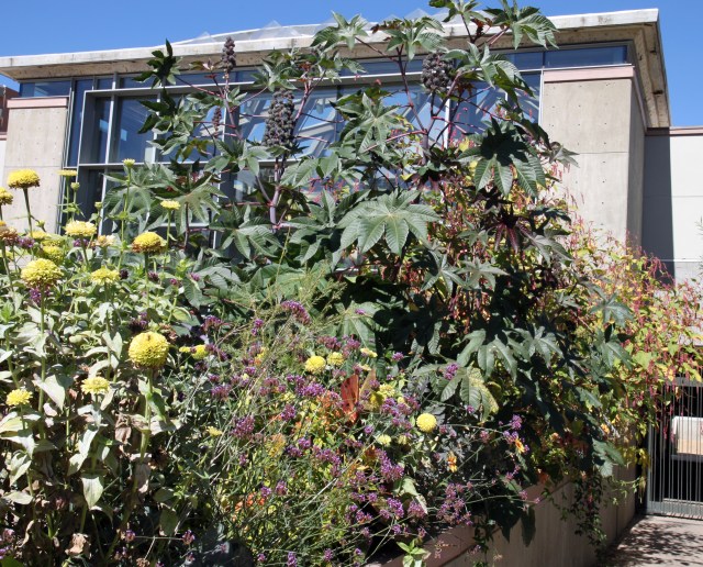 castor bean, Ricinus communis