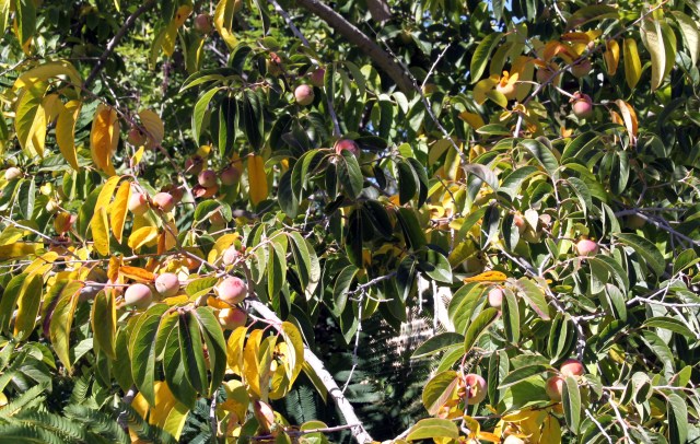 American persimmon, Diospyros virginiana, in fruit