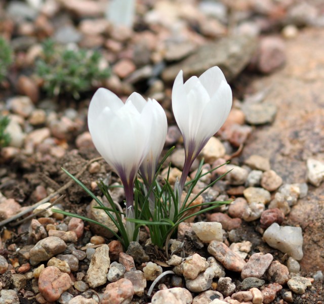 Crocus cartwrightianus 'Michel' 