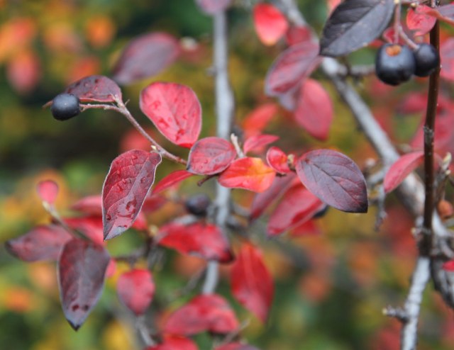 Cotoneaster acutifolius