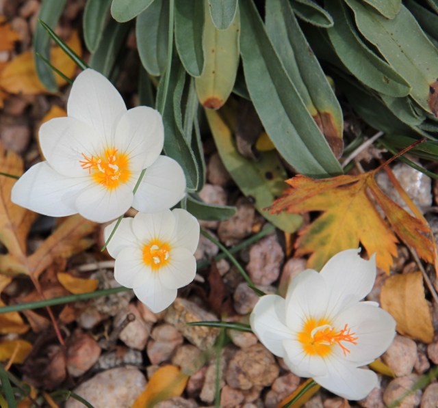 Crocus boryi