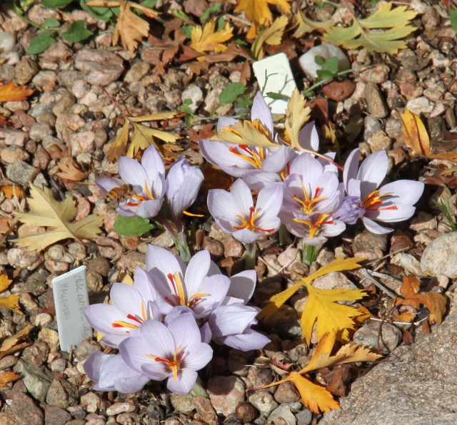 Crocus cartwrightianus 'Halloween'