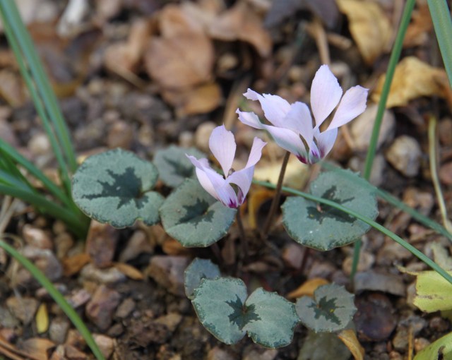 Cyclamen mirabile 'Tire Barn Nicholas'