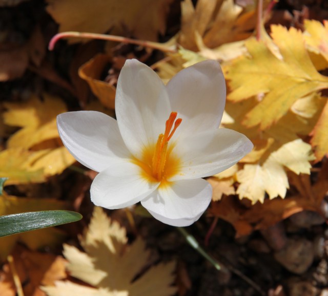 Crocus niveus