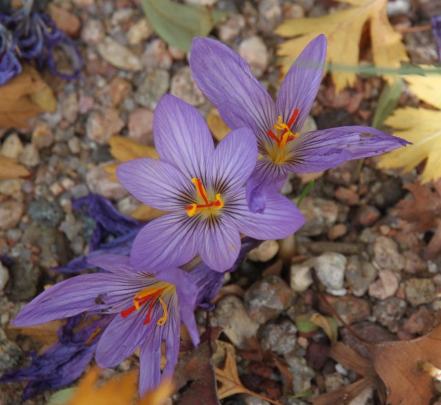 Crocus pallasii