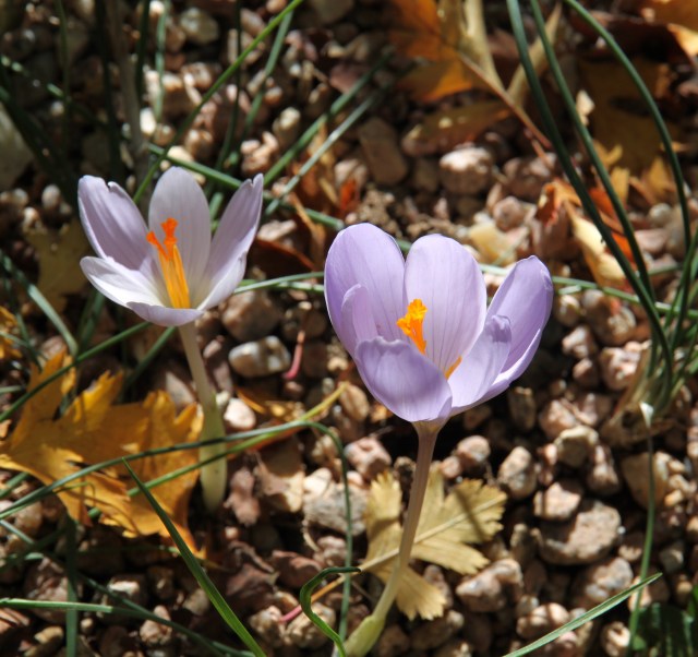 Crocus robertianus