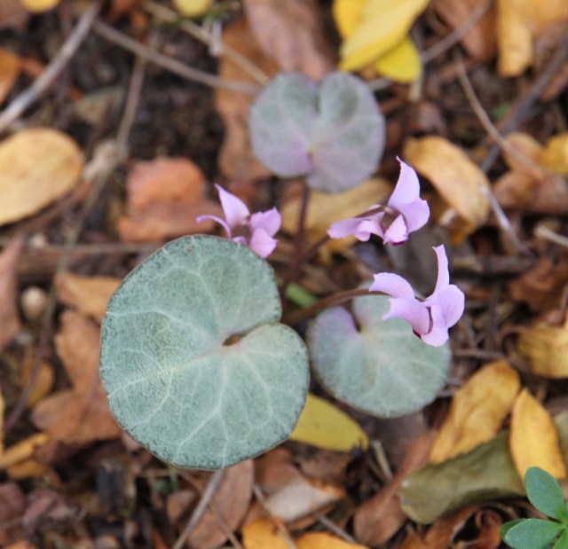 Cyclamen mirabile 'Tile Barn Anne'