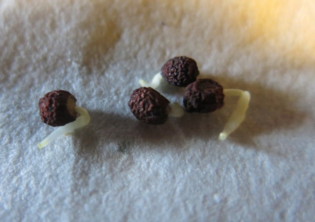 Iris lycotis (JJA 590.801)