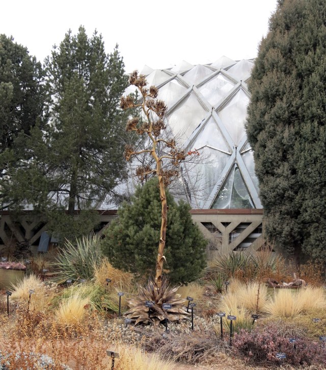 an agave that bloomed and died