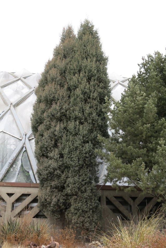 the cypresses from Baja California, Cupressus montana