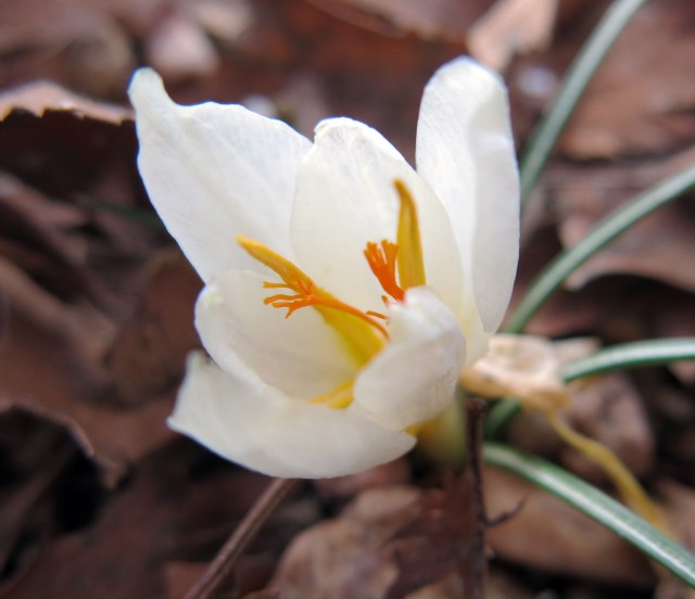 Crocus niveus