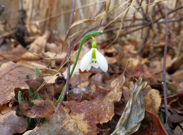 Galanthus gracilis