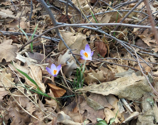 Crocus tommasinianus