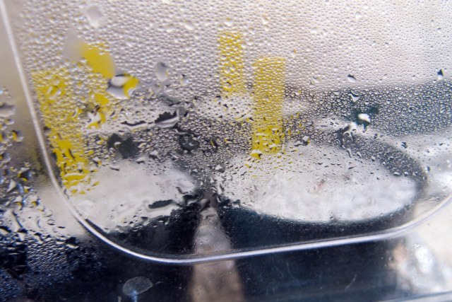 more cactus seedlings