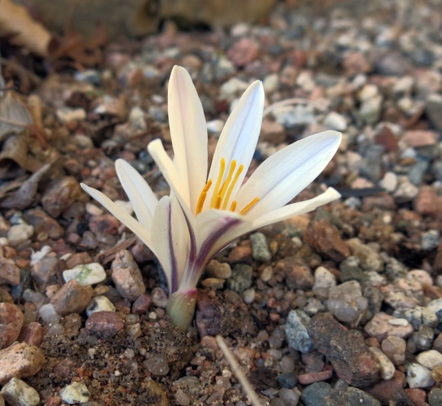 Colchicum kesselringii