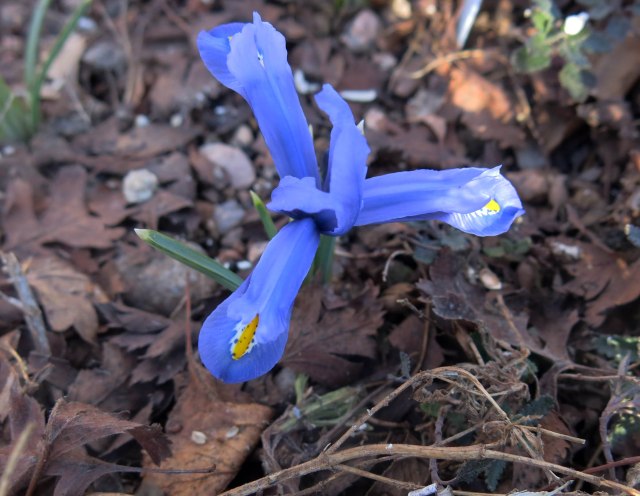 iris reticulata Kuh-e Abr