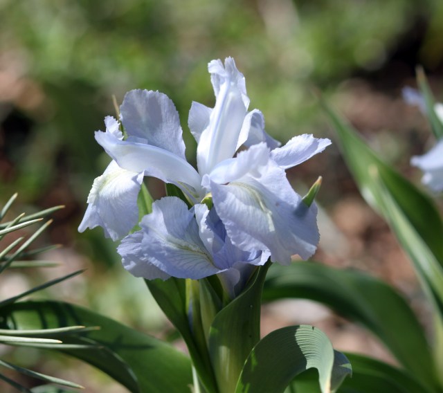 iris aucheri