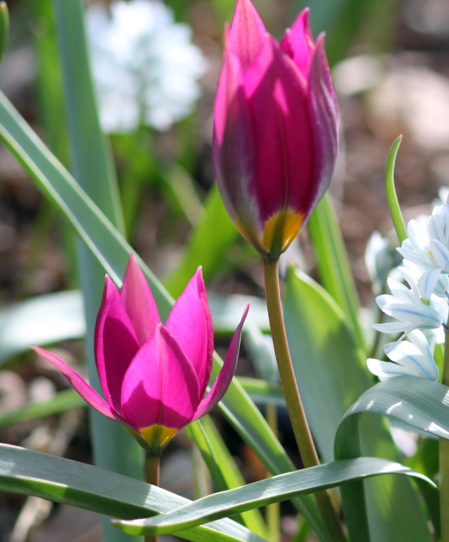 tulipa humilis