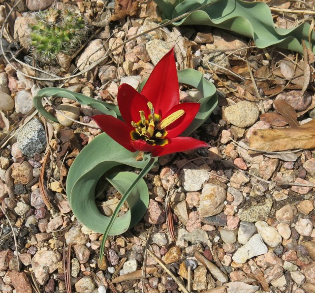 Tulipa armena