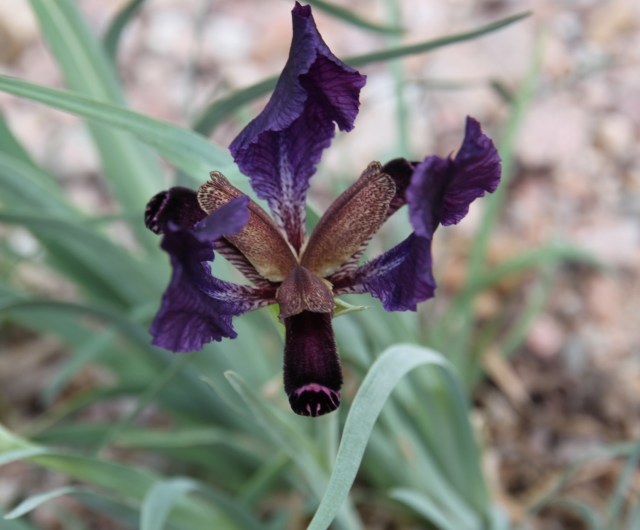Iris paradoxa