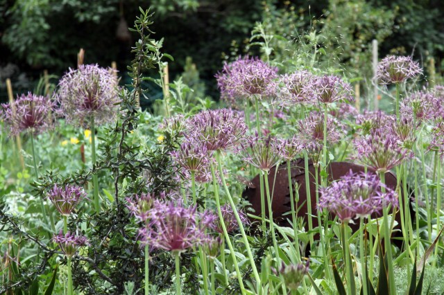 allium