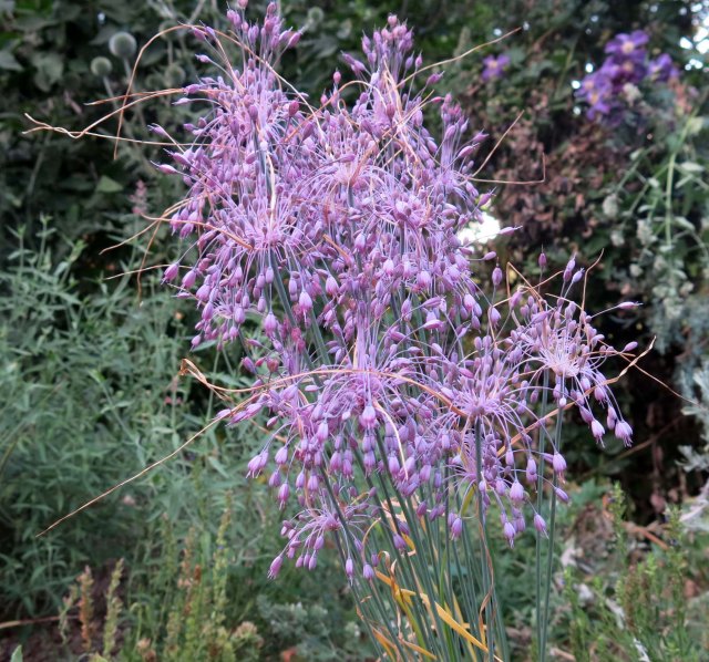 Allium carinatum