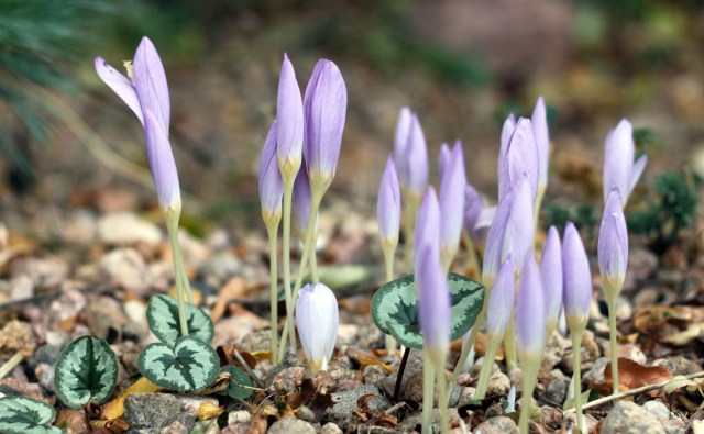 Crocus kotschyanus 'Reliance' with leaves of Cyclamen coum. 