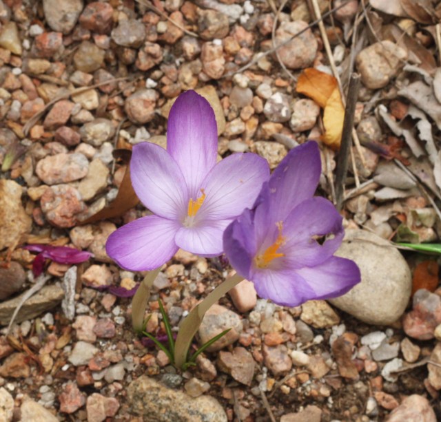 Crocus goulimyi