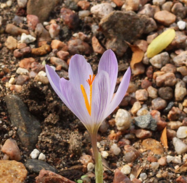 Crocus serotinus subsp. salzmanii