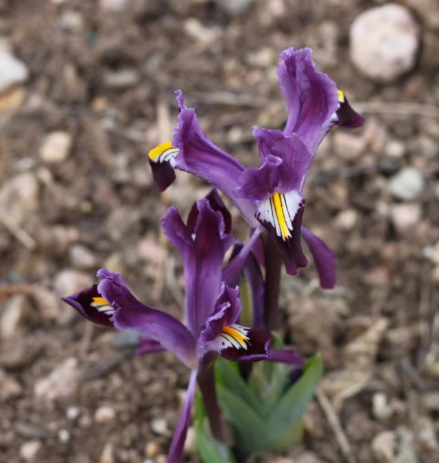 Iris rosenbachiana 'Tovilj Dara'
