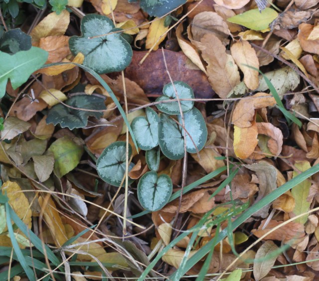 with some Cyclamen cilicium leaves, upper left.